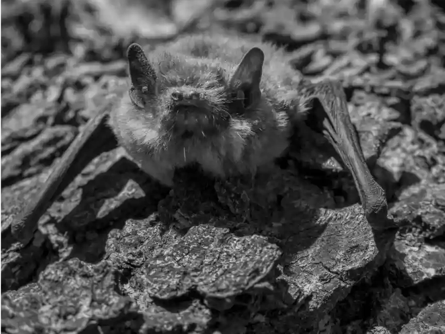 qt=q_25 A bat is sitting on the ground in black and white.