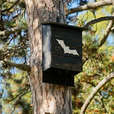 qt=q_77 A bat box hanging on the side of a tree.