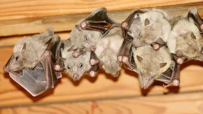 qt=q_77 (2) A group of bats hanging on the side of a building.