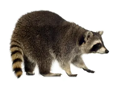 qt=q_77 A raccoon is walking on the ground.