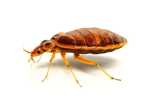 Bedbugs A close up of a bed bug on a white surface