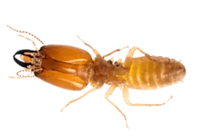 qt=q_98 (1) A close up of the head and legs of a centipede.
