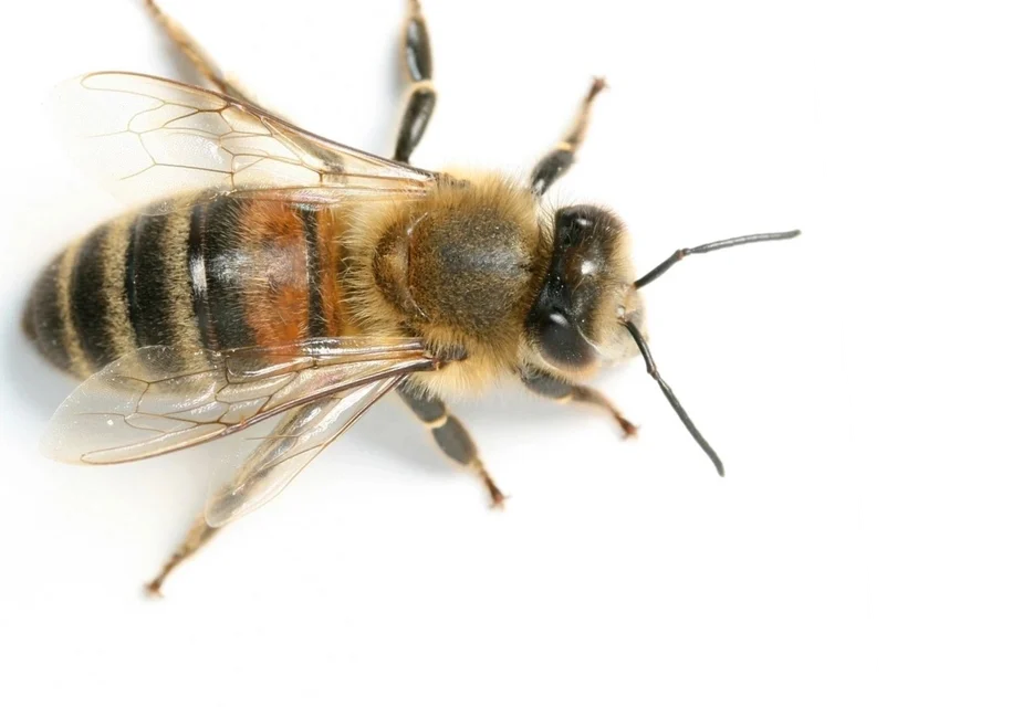 qt=q_98 (3) A bee is sitting on the ground and has its head down.