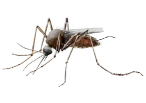qt=q_98 A picture of an insect with many legs.